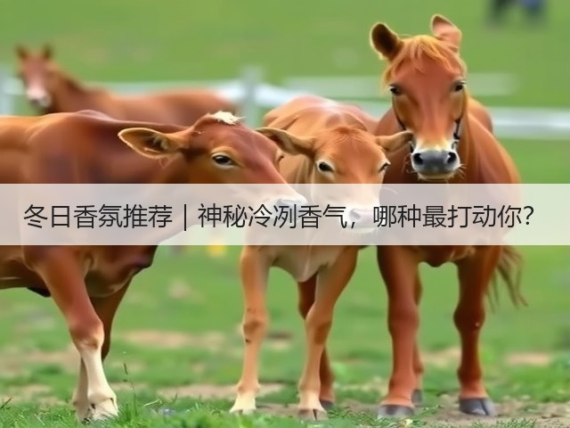 冬日香氛推荐|神秘冷冽香气,哪种最打动你?(图3) 冬日香氛推荐|神秘冷冽香气,哪种最打动你?(图3)